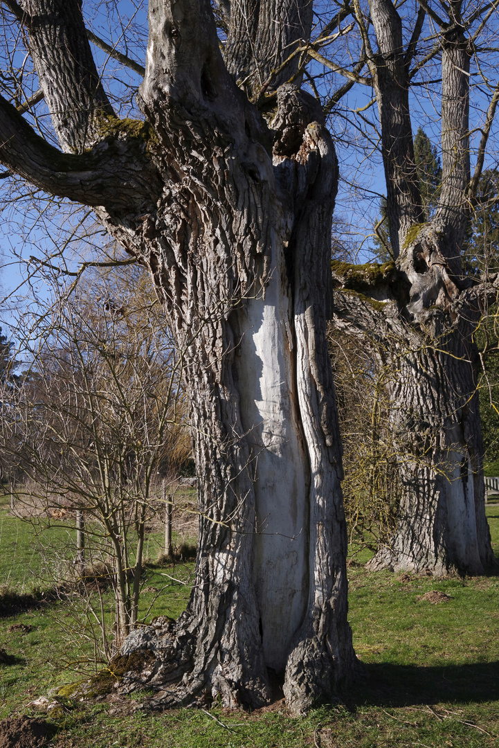 ...ein Baum in der Allee