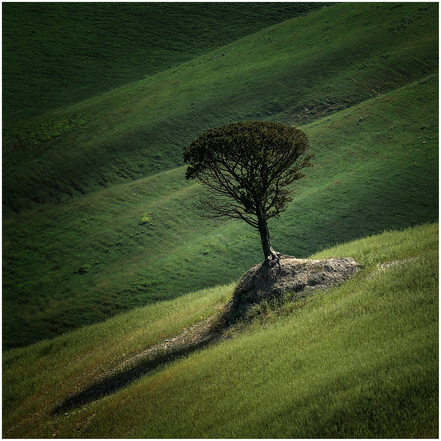 Ein Baum in der Crete