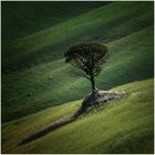 Ein Baum in der Crete