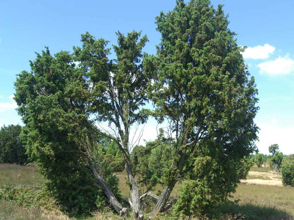 **ein Baum in der Heide**