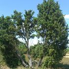 **ein Baum in der Heide**