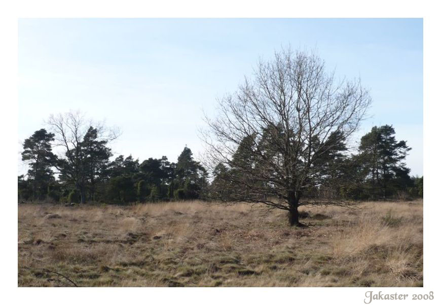 Ein Baum in der Heide