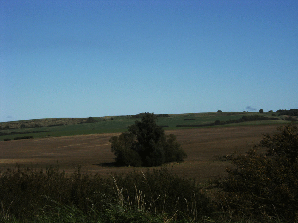 Ein Baum in der Landschaft bei Sagard (Rügen)