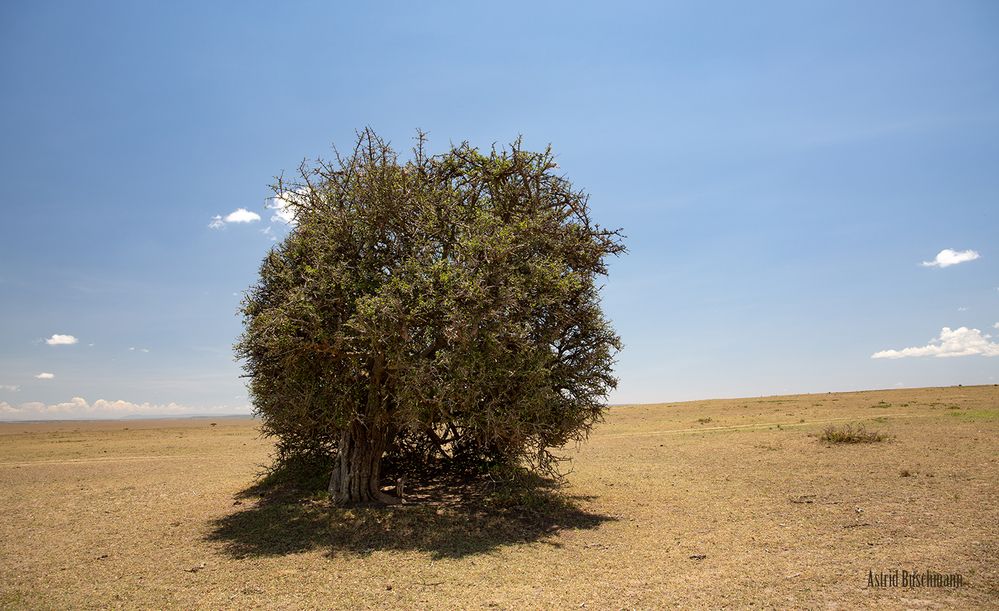 *** Ein Baum in der Savanne ***