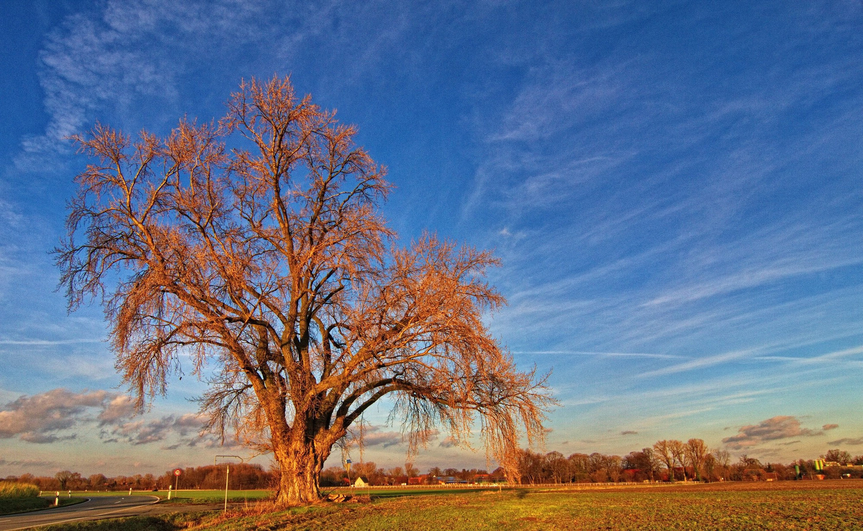 Ein Baum in der Soester Börde