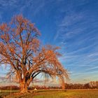 Ein Baum in der Soester Börde