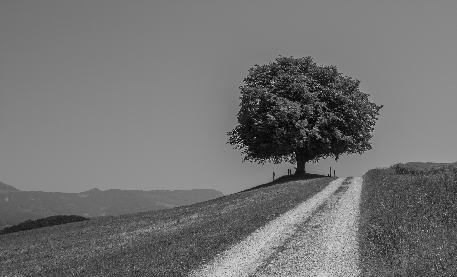 EIN BAUM IN DER SONNE