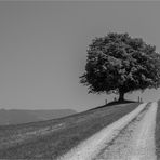 EIN BAUM IN DER SONNE