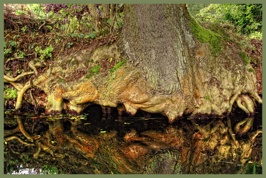 Ein Baum in der Spree