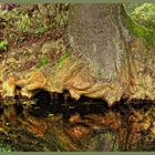 Ein Baum in der Spree