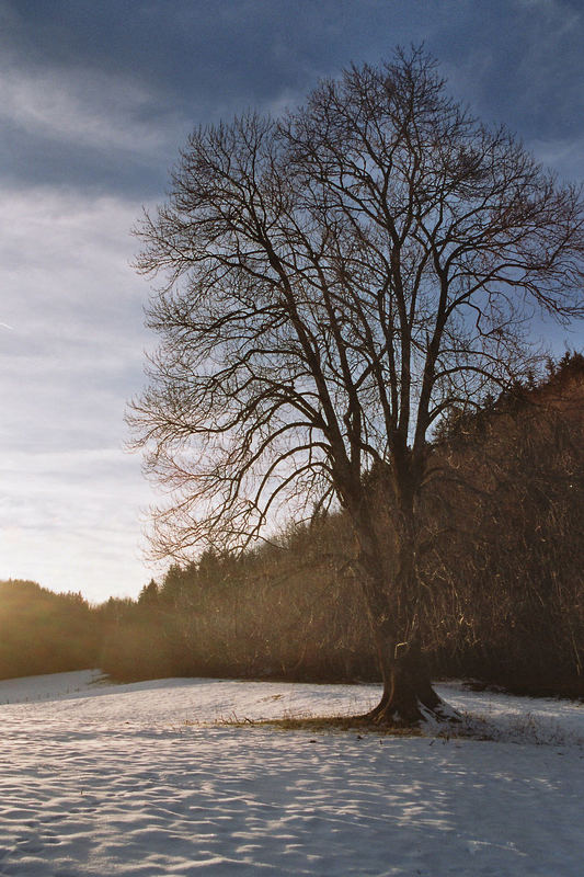 ein Baum in der Wintersonne 2007