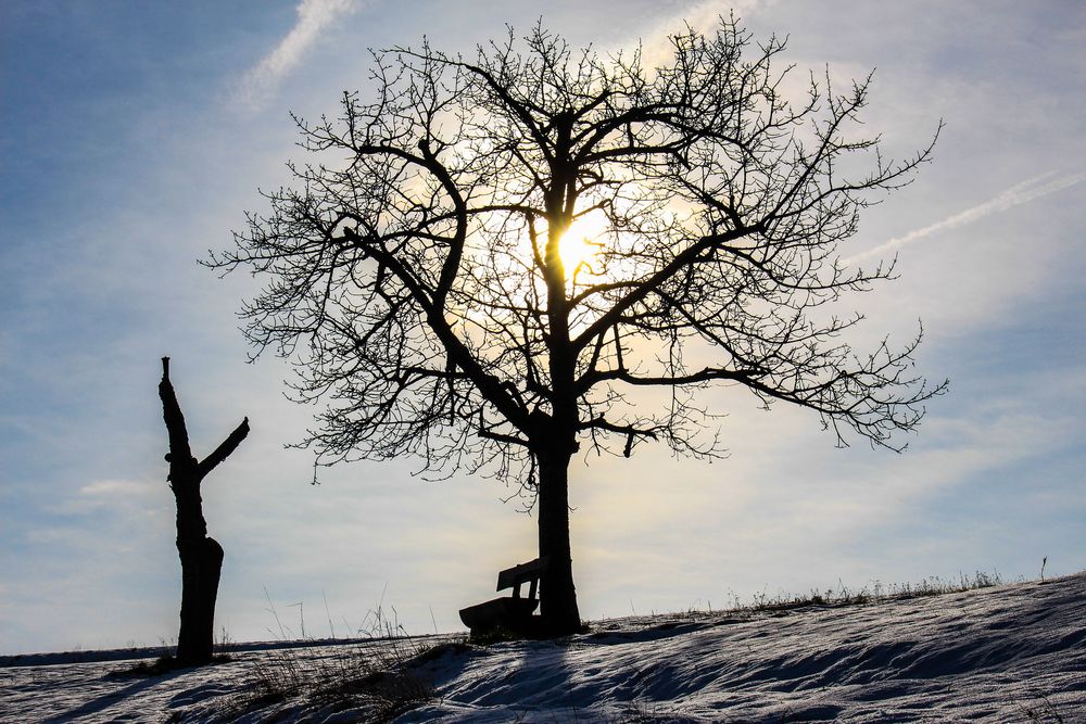 Ein Baum in der Wintersonne