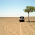 Ein Baum in der Wüste, sonst nix / Oman