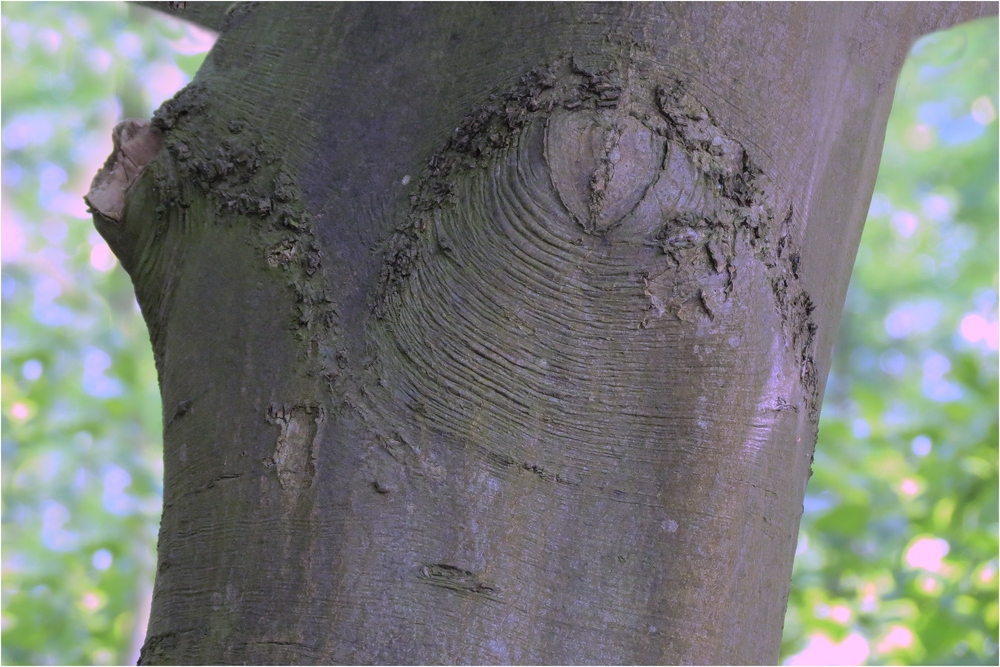 Ein Baum in Dessous