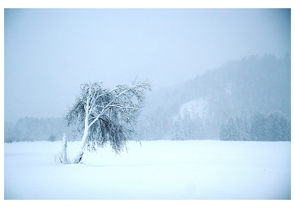 Ein Baum in d'r Wies