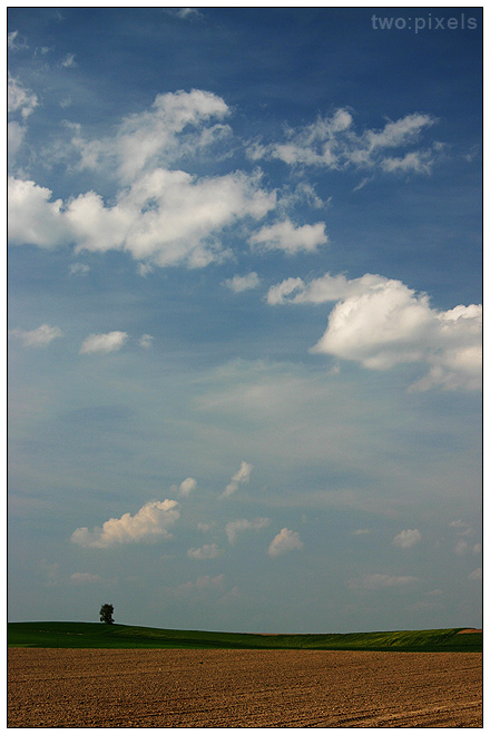 Ein Baum in einer Landschaft