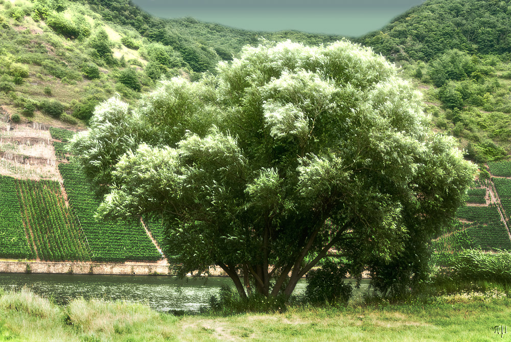 ein baum in einer mosellandschaft