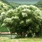 ein baum in einer mosellandschaft