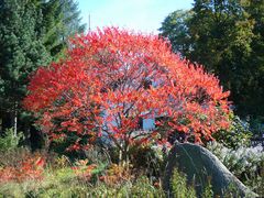 Ein Baum in Flammen (rein optisch nur)