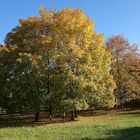Ein Baum in Herbst