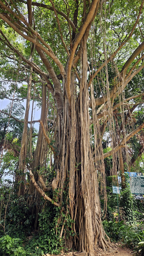 Ein Baum in Indien Nationalpark