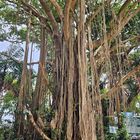 Ein Baum in Indien Nationalpark