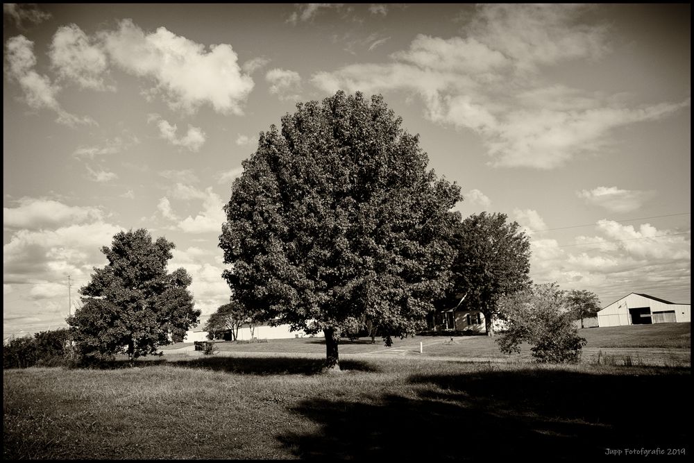 Ein Baum in Kentucky