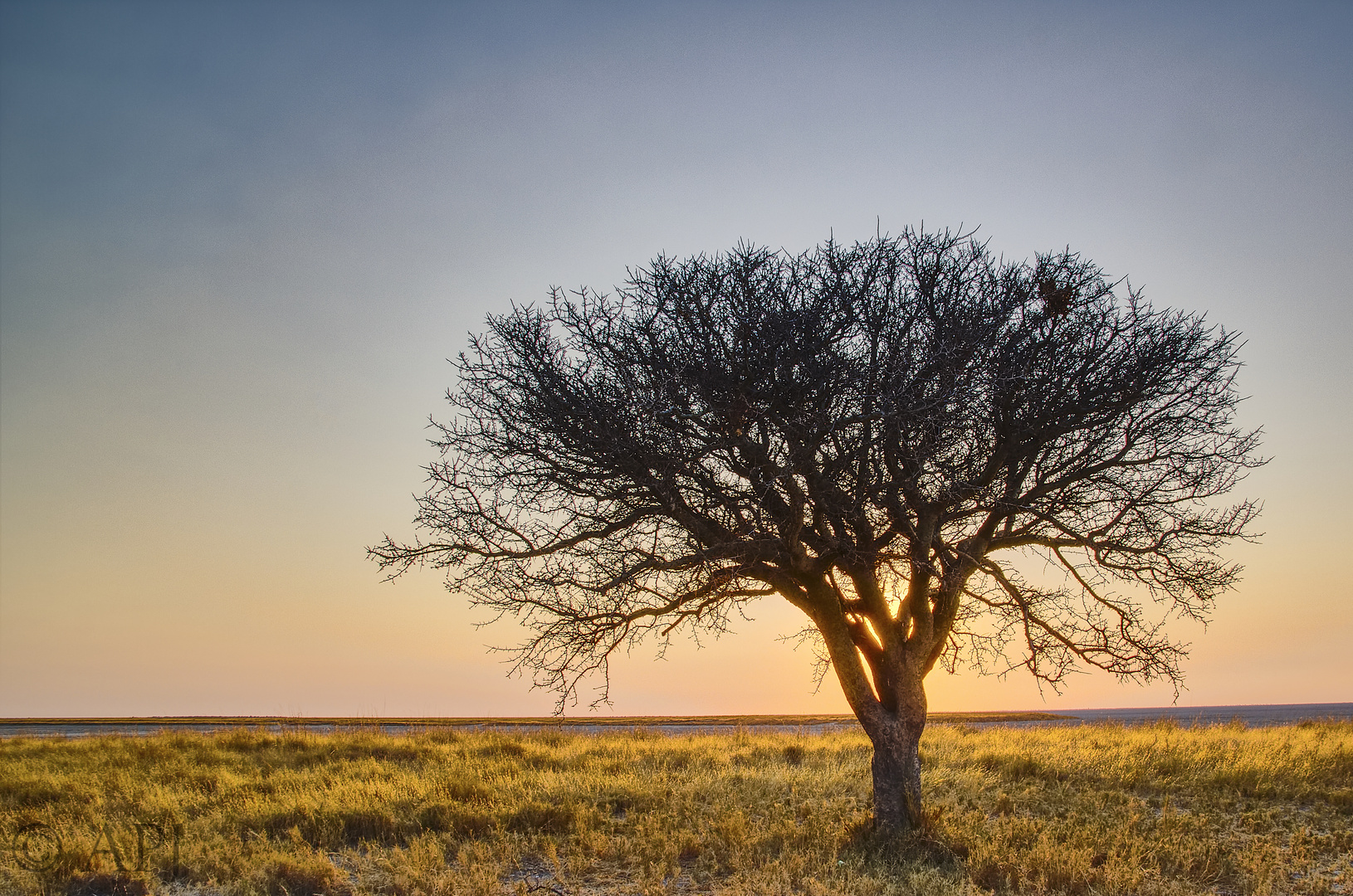 Ein Baum in Makgadikgadi Salzpfanne