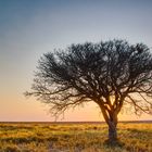 Ein Baum in Makgadikgadi Salzpfanne