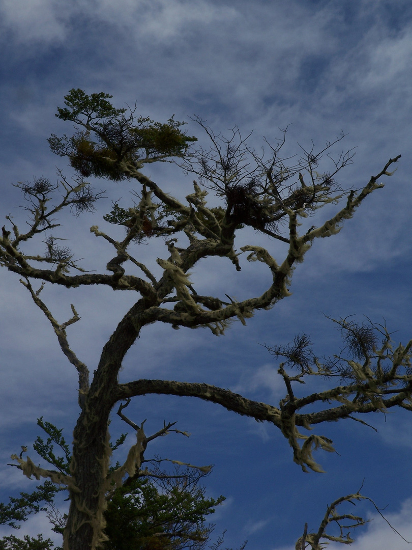 Ein Baum in Patagonien