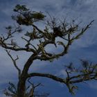 Ein Baum in Patagonien