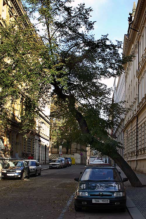 Ein Baum in Prag