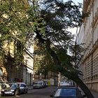 Ein Baum in Prag