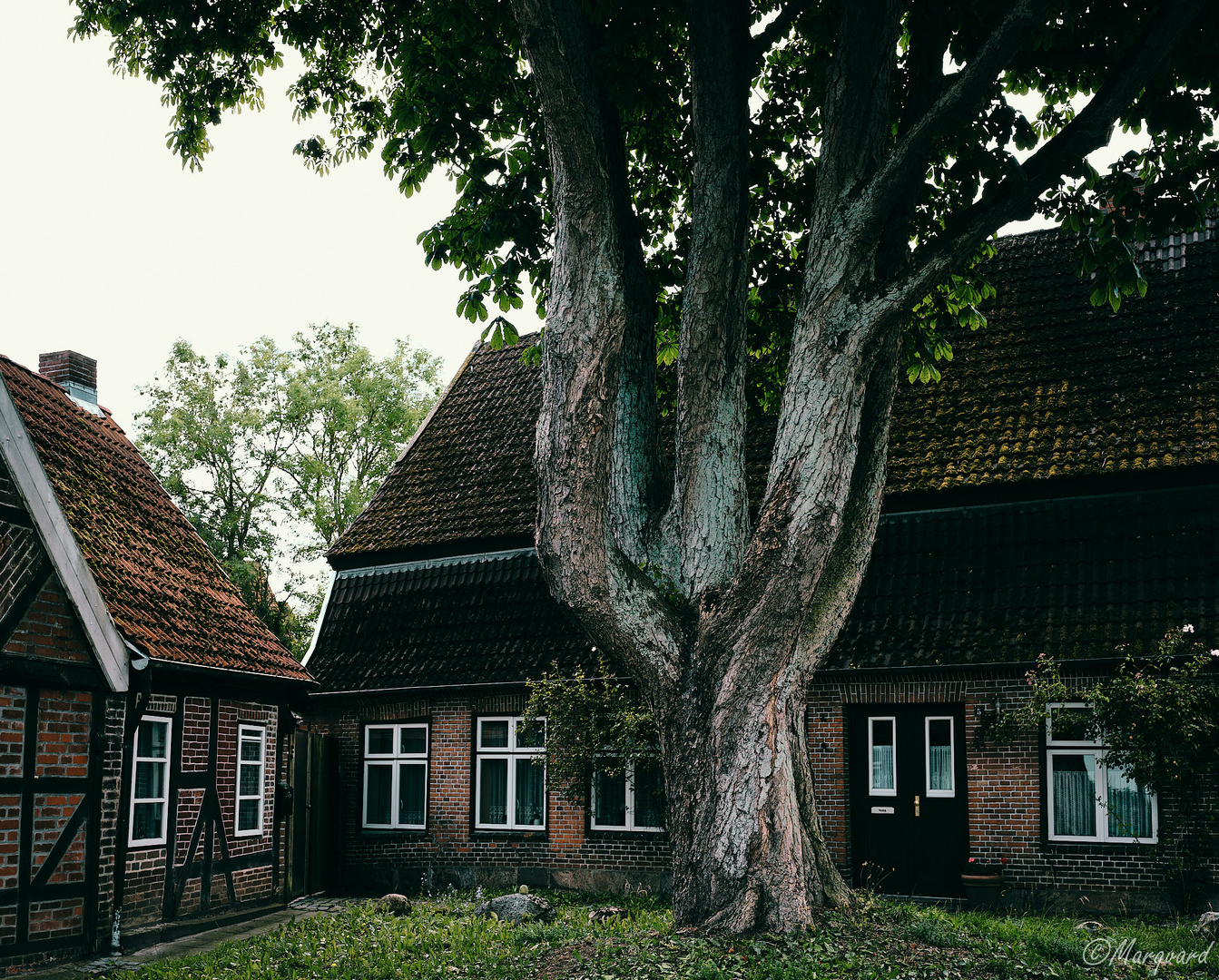 Ein Baum in Preetz, Holstein