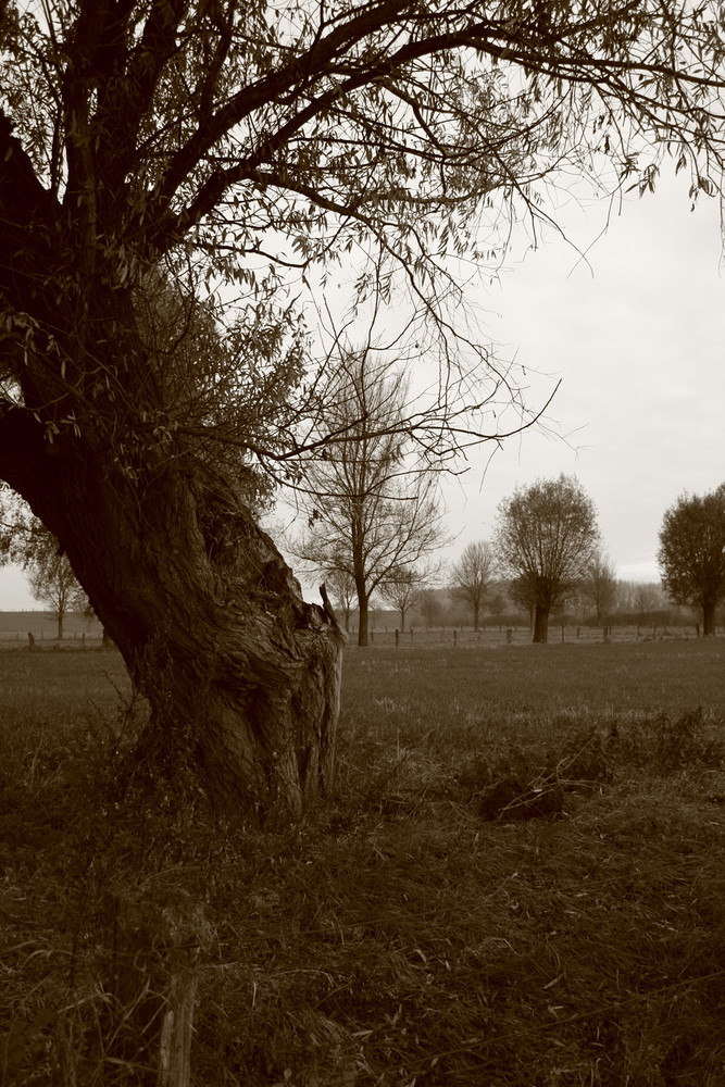 Ein Baum in Sepia