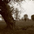 Ein Baum in Sepia