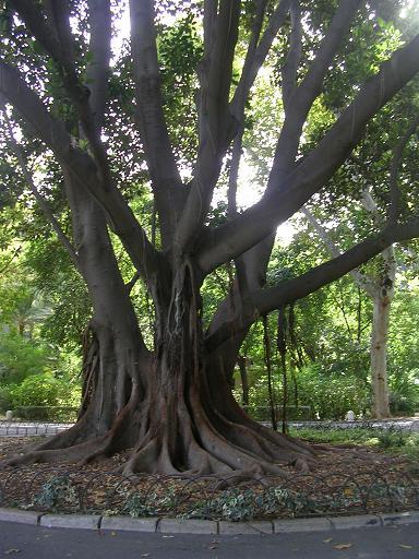 ein baum in spanien