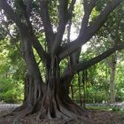 ein baum in spanien