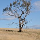 Ein Baum in Tasmanien
