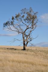 Ein Baum in Tasmanien