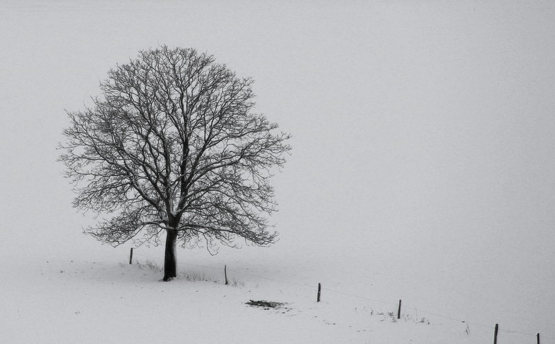 Ein Baum in weiß