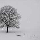 Ein Baum in weiß