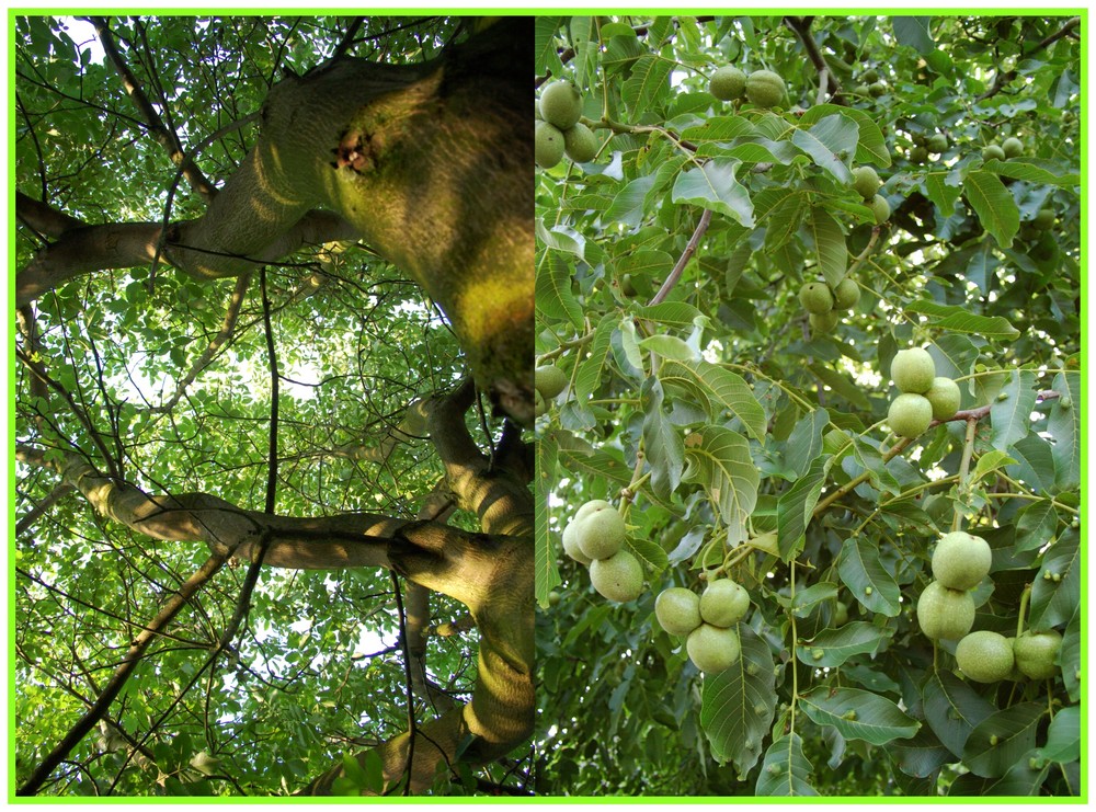 >>> Ein Baum in zwei Perspektiven 