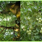 >>> Ein Baum in zwei Perspektiven <<<