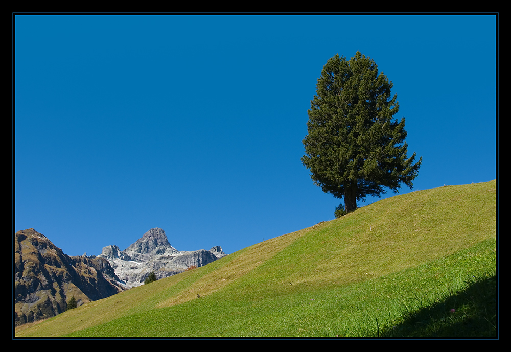 Ein Baum ist grösser als Berge