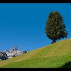 Ein Baum ist grösser als Berge