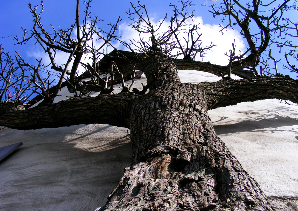 Ein Baum ist schließlich auch nur ein Mensch...