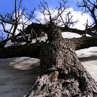 Ein Baum ist schließlich auch nur ein Mensch...