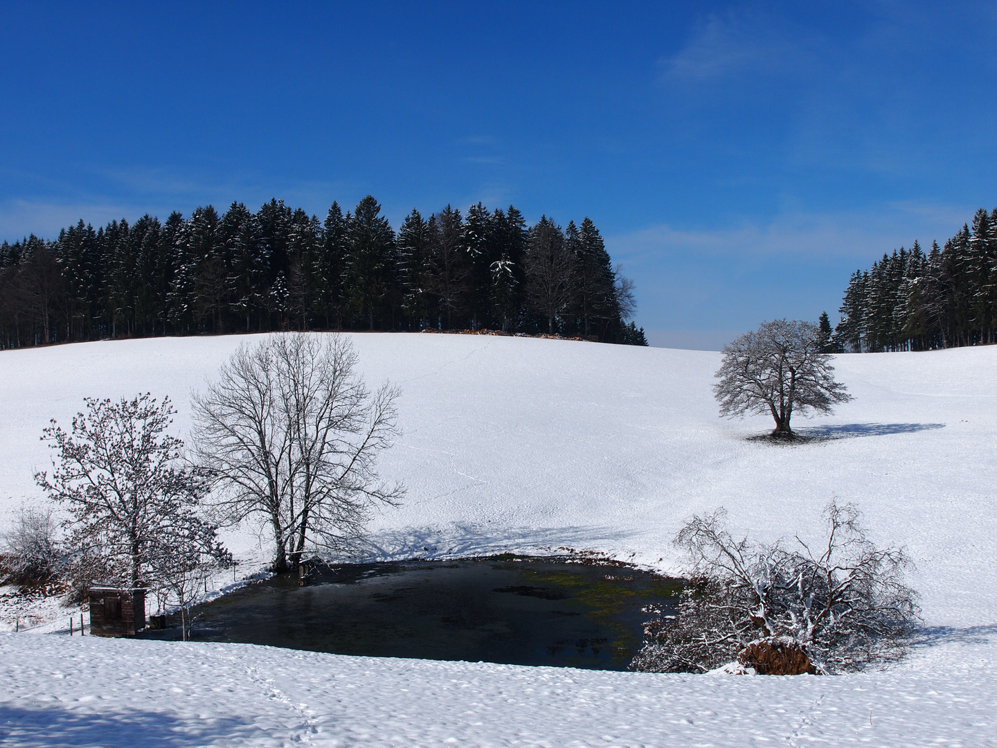 Ein Baum ist umgefallen 2