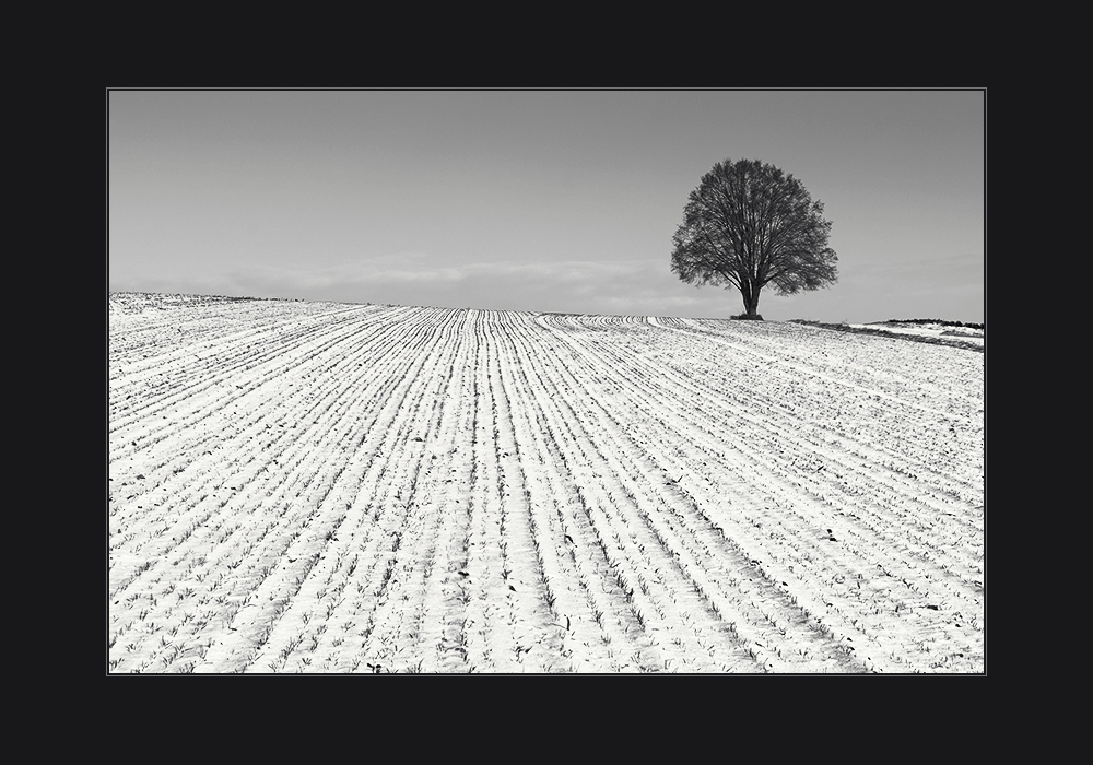 Ein Baum IV